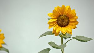 Preview wallpaper sunflower, flower, yellow, plant