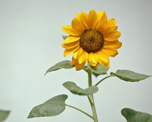 Preview wallpaper sunflower, flower, yellow, plant