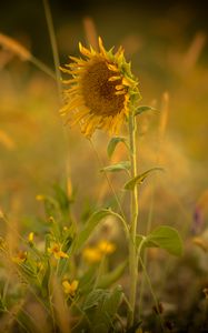 Preview wallpaper sunflower, flower, yellow, plant, field