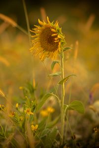 Preview wallpaper sunflower, flower, yellow, plant, field