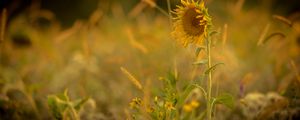 Preview wallpaper sunflower, flower, yellow, plant, field