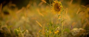 Preview wallpaper sunflower, flower, yellow, plant, field