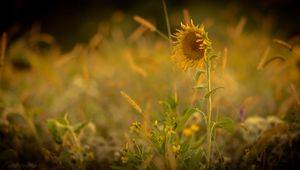 Preview wallpaper sunflower, flower, yellow, plant, field