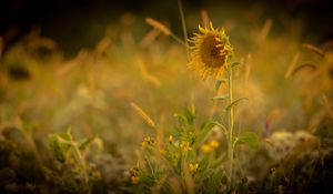 Preview wallpaper sunflower, flower, yellow, plant, field