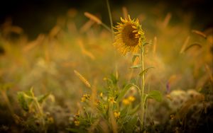 Preview wallpaper sunflower, flower, yellow, plant, field