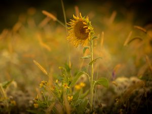 Preview wallpaper sunflower, flower, yellow, plant, field