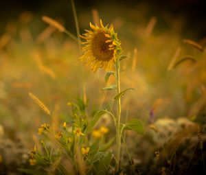 Preview wallpaper sunflower, flower, yellow, plant, field