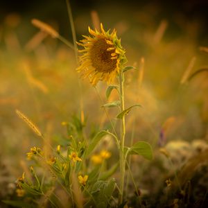 Preview wallpaper sunflower, flower, yellow, plant, field