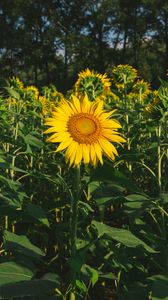 Preview wallpaper sunflower, flower, yellow, field, summer