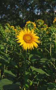 Preview wallpaper sunflower, flower, yellow, field, summer