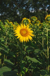 Preview wallpaper sunflower, flower, yellow, field, summer