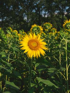 Preview wallpaper sunflower, flower, yellow, field, summer