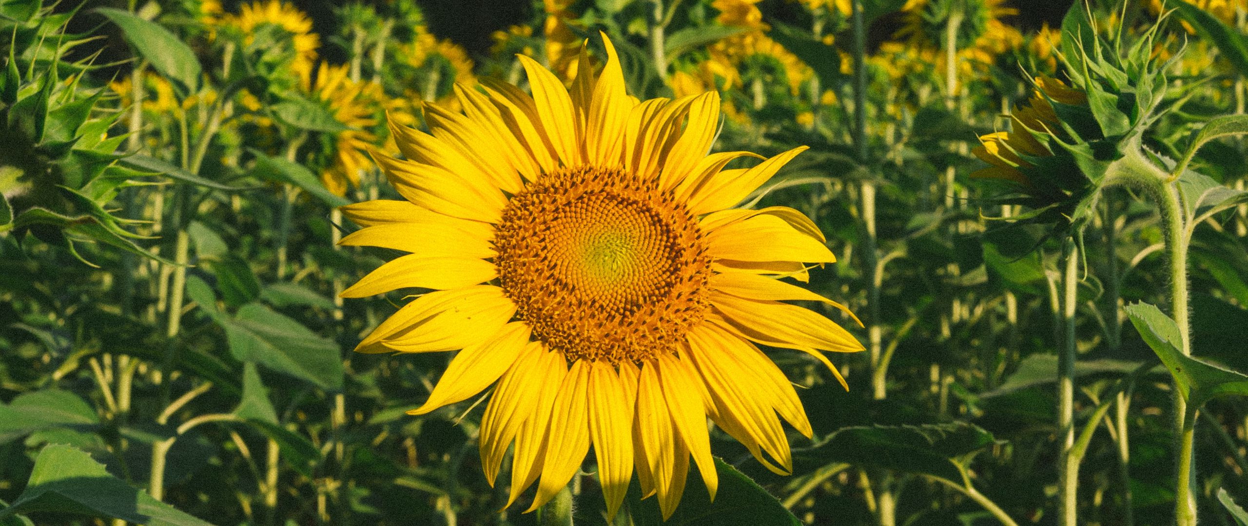 Download Wallpaper 2560x1080 Sunflower Flower Yellow Field Summer