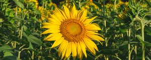 Preview wallpaper sunflower, flower, yellow, field, summer