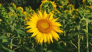 Preview wallpaper sunflower, flower, yellow, field, summer