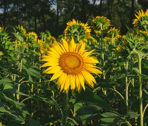 Preview wallpaper sunflower, flower, yellow, field, summer