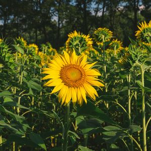 Preview wallpaper sunflower, flower, yellow, field, summer