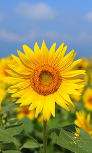 Preview wallpaper sunflower, flower, yellow, field, bloom, summer