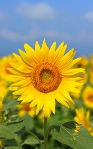 Preview wallpaper sunflower, flower, yellow, field, bloom, summer
