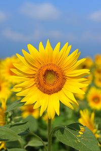 Preview wallpaper sunflower, flower, yellow, field, bloom, summer