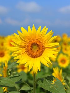 Preview wallpaper sunflower, flower, yellow, field, bloom, summer