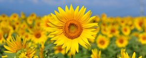 Preview wallpaper sunflower, flower, yellow, field, bloom, summer