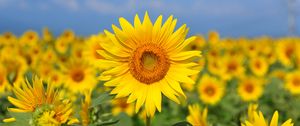 Preview wallpaper sunflower, flower, yellow, field, bloom, summer