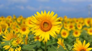 Preview wallpaper sunflower, flower, yellow, field, bloom, summer