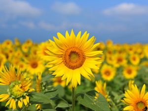 Preview wallpaper sunflower, flower, yellow, field, bloom, summer