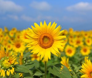 Preview wallpaper sunflower, flower, yellow, field, bloom, summer