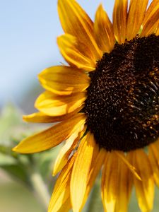 Preview wallpaper sunflower, flower, yellow, macro