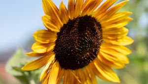 Preview wallpaper sunflower, flower, yellow, macro