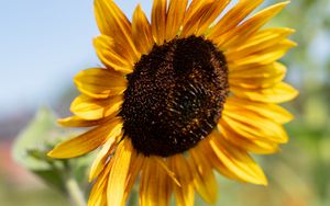 Preview wallpaper sunflower, flower, yellow, macro