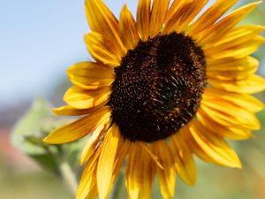 Preview wallpaper sunflower, flower, yellow, macro