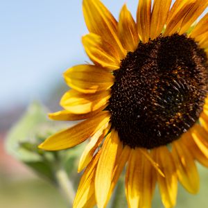 Preview wallpaper sunflower, flower, yellow, macro