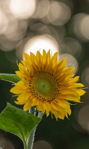 Preview wallpaper sunflower, flower, yellow, blur, bokeh