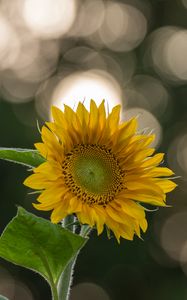 Preview wallpaper sunflower, flower, yellow, blur, bokeh