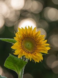 Preview wallpaper sunflower, flower, yellow, blur, bokeh