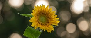 Preview wallpaper sunflower, flower, yellow, blur, bokeh