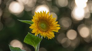 Preview wallpaper sunflower, flower, yellow, blur, bokeh