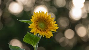 Preview wallpaper sunflower, flower, yellow, blur, bokeh