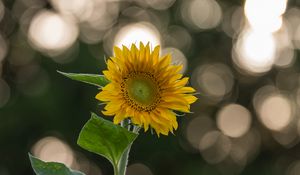 Preview wallpaper sunflower, flower, yellow, blur, bokeh