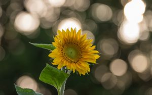 Preview wallpaper sunflower, flower, yellow, blur, bokeh