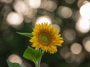 Preview wallpaper sunflower, flower, yellow, blur, bokeh