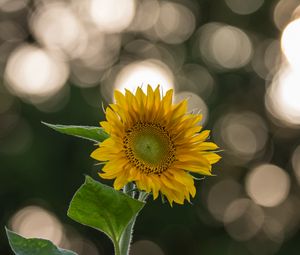 Preview wallpaper sunflower, flower, yellow, blur, bokeh