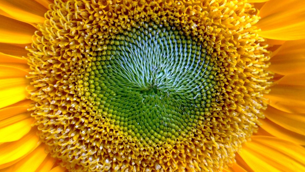 Wallpaper sunflower, flower, yellow, pollen