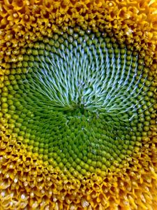 Preview wallpaper sunflower, flower, yellow, pollen