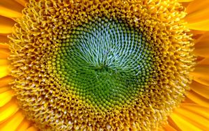 Preview wallpaper sunflower, flower, yellow, pollen