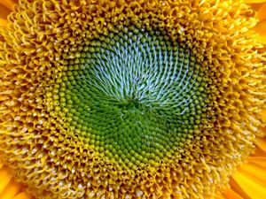 Preview wallpaper sunflower, flower, yellow, pollen