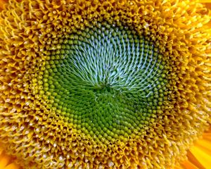 Preview wallpaper sunflower, flower, yellow, pollen
